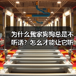 为什么我家狗狗总是不听话?怎么才能让它听我的?(图4) 为什么我家狗狗总是不听话?怎么才能让它听我的?(图4)